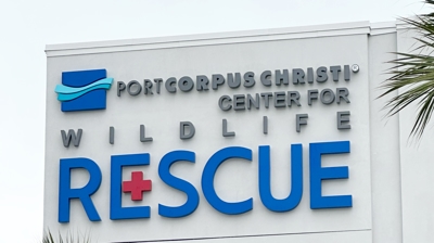 2023 - Sea Turtle Hospital Opening - Aquarium Photo