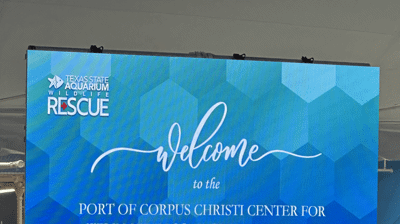 2023 - Sea Turtle Hospital Opening - Aquarium Photo