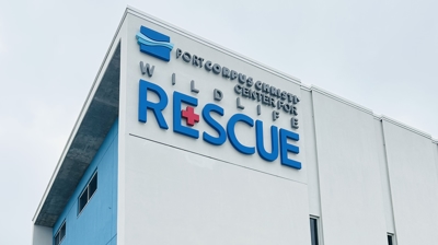 2023 - Sea Turtle Hospital Opening - Aquarium Photo