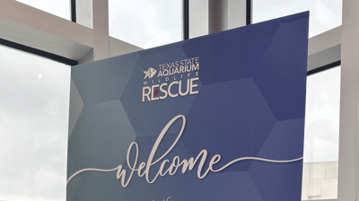 2023 - Sea Turtle Hospital Opening - Aquarium Photo