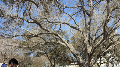 Tacos Not Bombs Photo