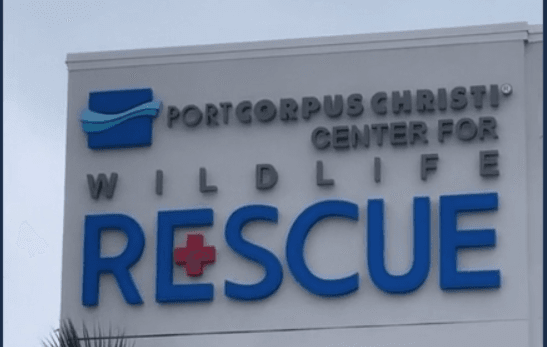 The Hilliard Family Presents The Sea Turtle Hospital